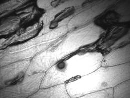 UV micro-image to locate biological evidence UV micro-image to locate biological evidence