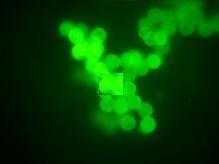 Immunofluorescence cytophotometer