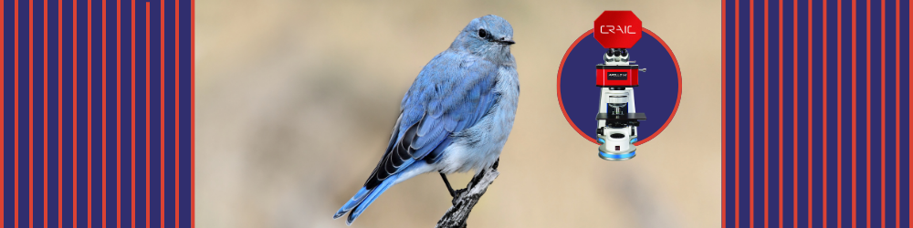 Blue Without Pigment: How Microspectroscopy Proves Bluebirds Aren't Actually Blue