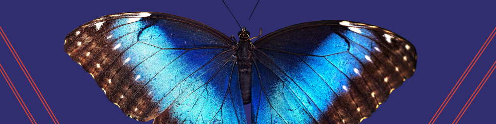 Using Microspectroscopy to Decode the Structural Color of Butterfly Wings