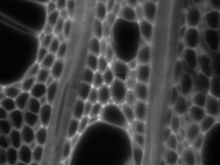 UV image of tissue sample