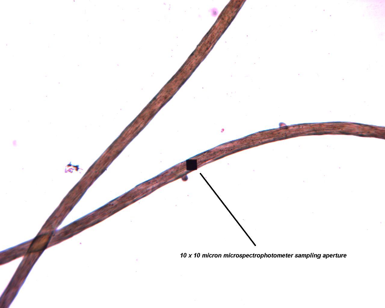 Textile Fiber in a Microspectrophotometer