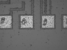 UV Image of Patterned Wafer