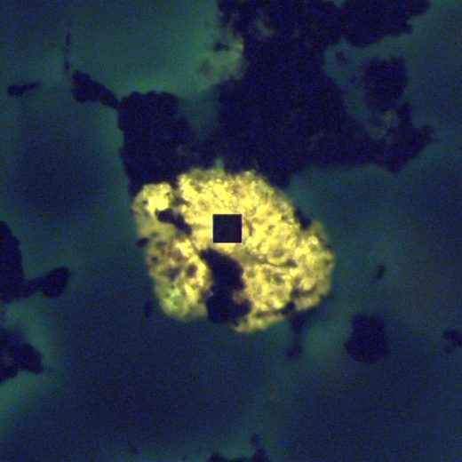 Vitrinite macerals fluorescing under 436 nm excitation, the square measuring aperture at centre