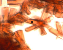 Protein crystals in visible light, with the measuring aperture on one of them