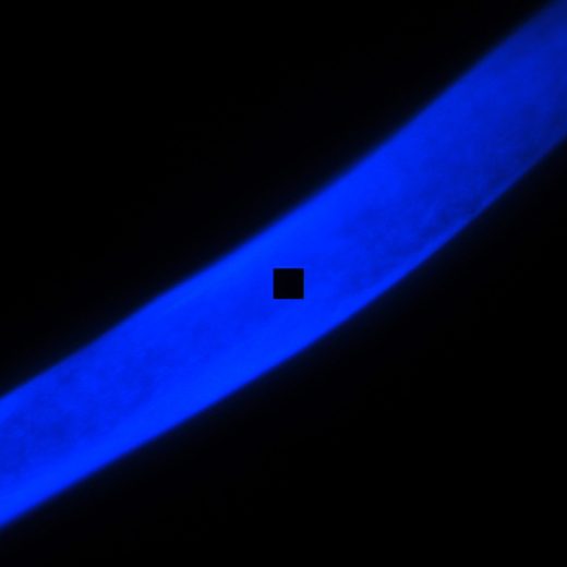 A single fibre fluorescing blue under 365 nm excitation at 40x, the square measuring aperture on it