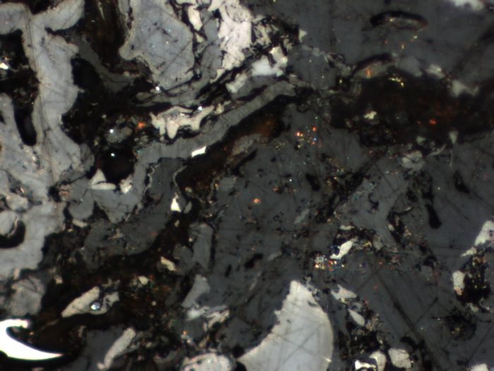 Vitrinite macerals in a polished coal section