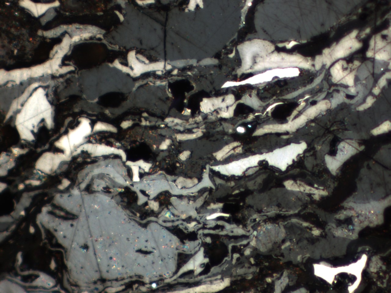 Vitrinite macerals in a polished coal section, reflected light