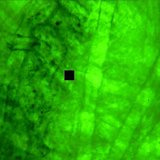 Fluorescence from banknote paper, with the measuring aperture on the sampled area