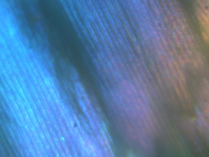Structural colour in a feather barbule, incident light at 40x
