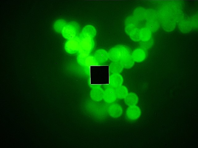Fluorescing microspheres with the measuring aperture on one sphere